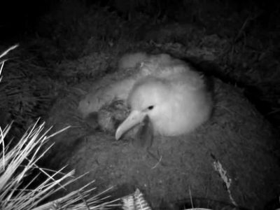 House Mice Eating A Live Tristan Albatross Chick